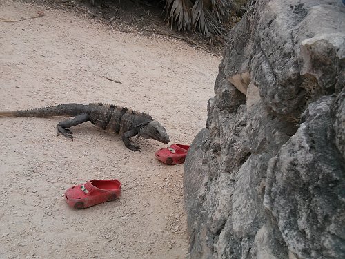 20130310_202956_iguana_shoes.jpg