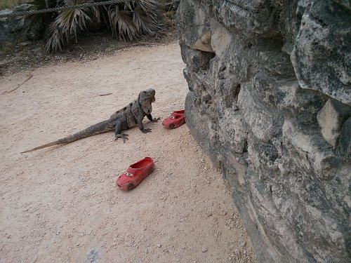 20130310_203001_iguana_shoes.jpg