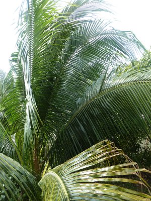 P1050828_palms.JPG