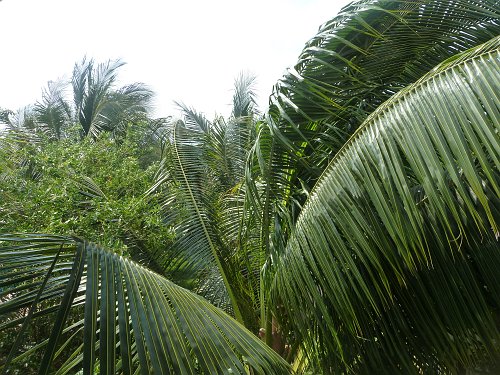 P1050829_palms.JPG