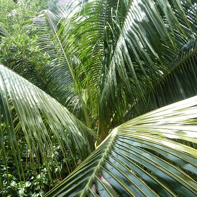 P1050830_palms.JPG