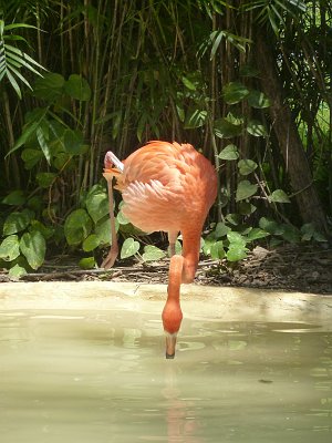 P1050843_flamingo.JPG