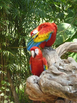 P1050844_macaws.JPG