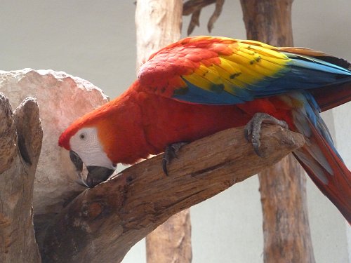 P1050848_macaw.JPG