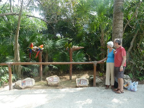 P1050860_macaws_chrissy_richard.JPG