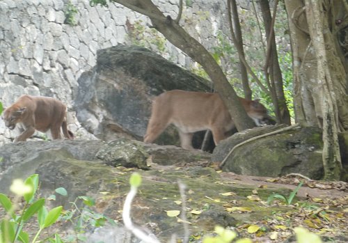 P1050876_pumas.JPG