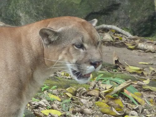 P1050879_puma_head.JPG