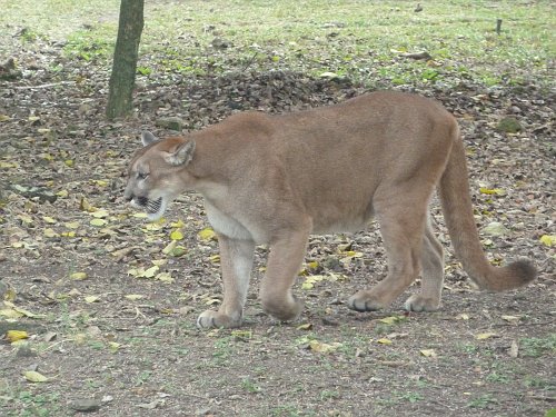 P1050881_puma.JPG