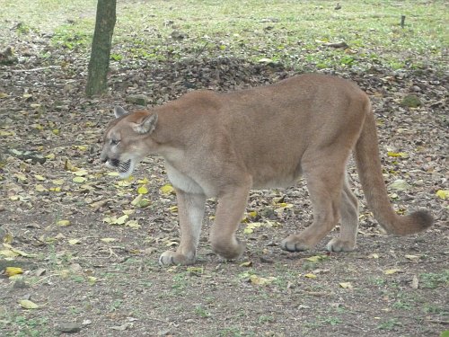 P1050881_puma.JPG