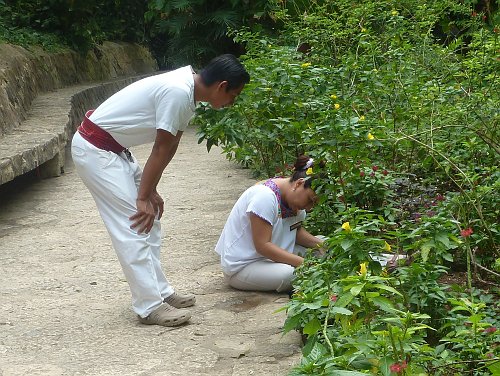 P1050897_picking_caterpillars.JPG