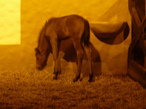 P1050964_foal.JPG