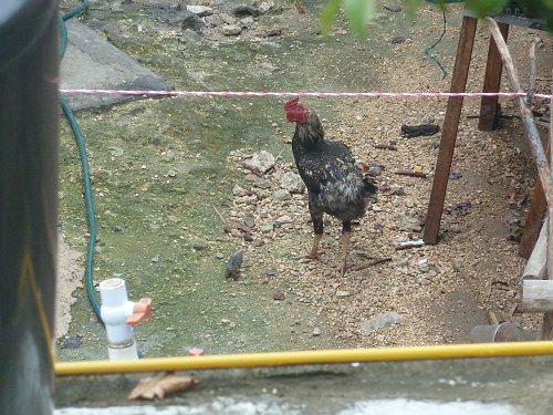 P1050969_rooster.JPG