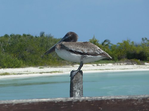 P1060083_pelican.JPG