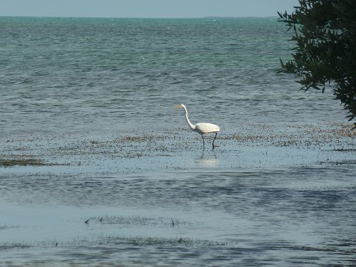 P1060110_egret.JPG