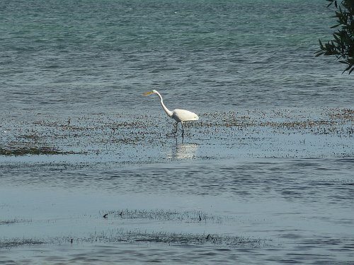 P1060111_egret.JPG