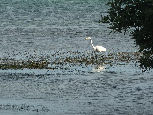 P1060112_egret.JPG