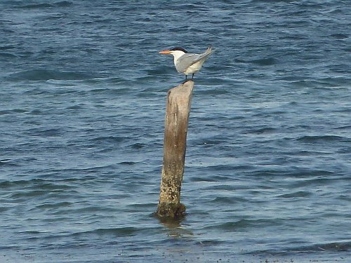 P1060115_seagull.JPG