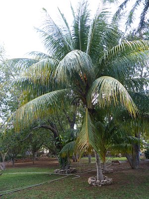 P1060239_palm.JPG